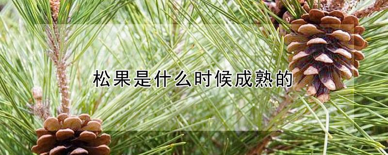 松果是什么时候成熟的（松果是什么时候成熟的颜色）