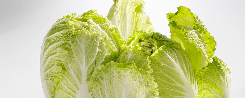 现在种什么菜合适（重庆现在种什么菜合适）