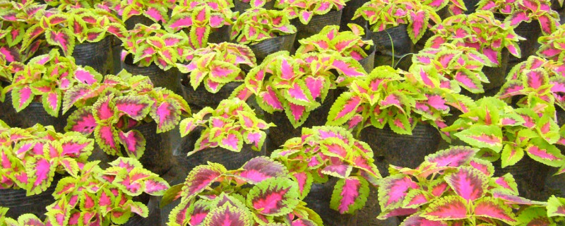 为什么彩叶草扦插不活（彩叶草扦插后叶子软）