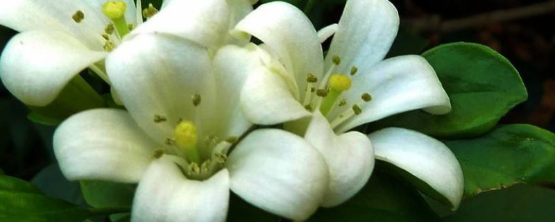 九里香和米兰的区别 九里香跟米兰的区别