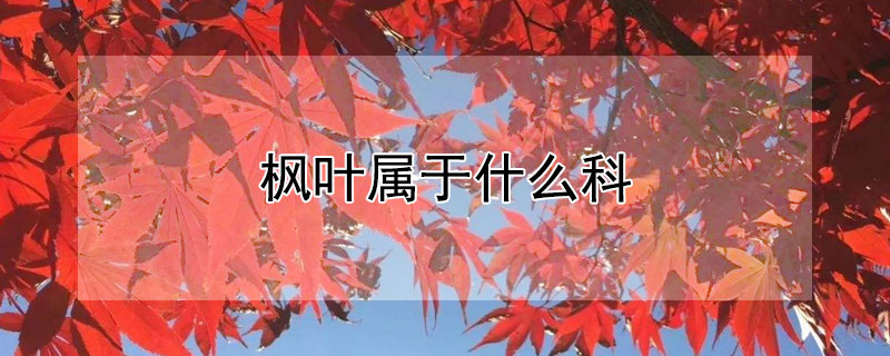 枫叶属于什么科 枫叶属于什么种类