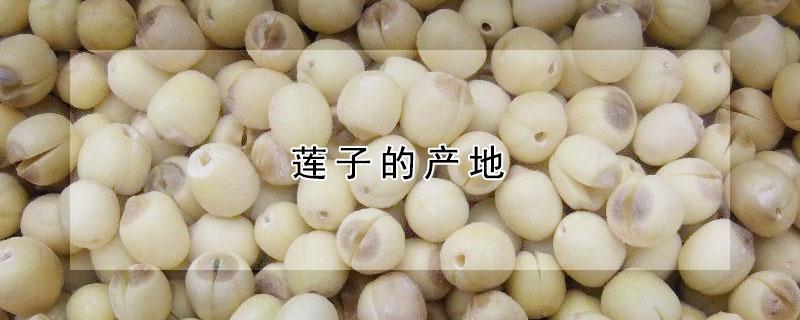 莲子的产地（莲子的产地,特点,作用）