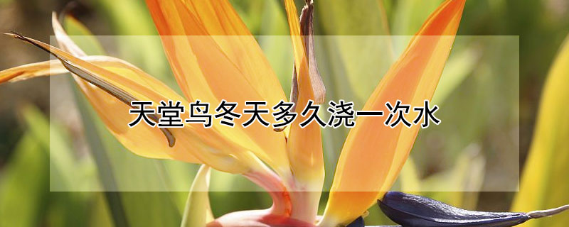 天堂鸟冬天多久浇一次水 天堂鸟冬天多久浇一次水好