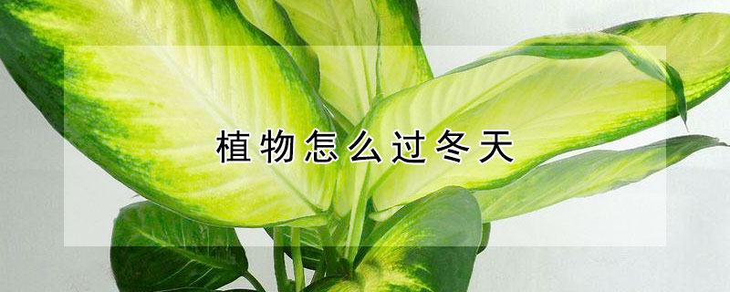 植物怎么过冬天 多肉植物怎么过冬天