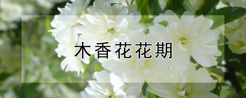 木香花花期（木香花花期过了需要修剪吗）