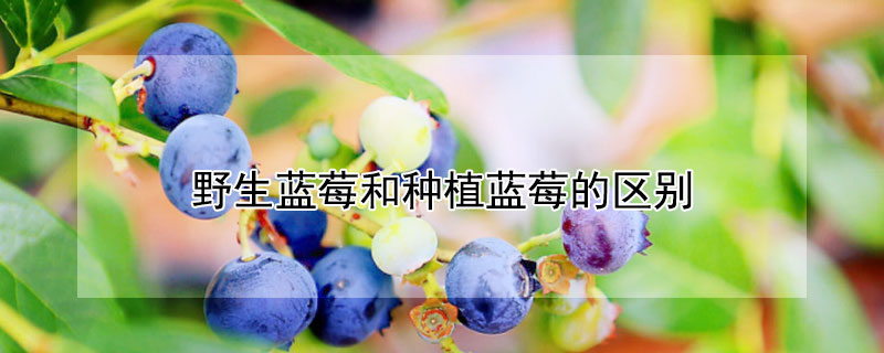 野生蓝莓和种植蓝莓的区别 野生蓝莓和种植蓝莓的区别花青素