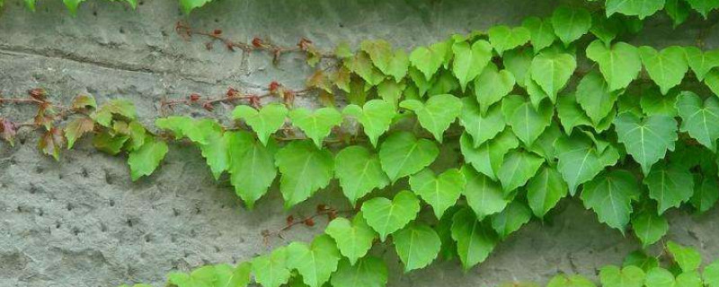 爬山虎种类（爬山虎种类区分）