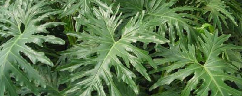 春羽不发新叶怎么办（春羽新长出来叶子发黄怎么办）