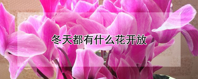 冬天都有什么花开放 冬天都有什么花开放什么颜色