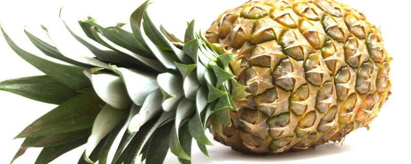 盆栽菠萝冬天怎样防冻（菠萝蜜盆栽冬天怎么防冻）