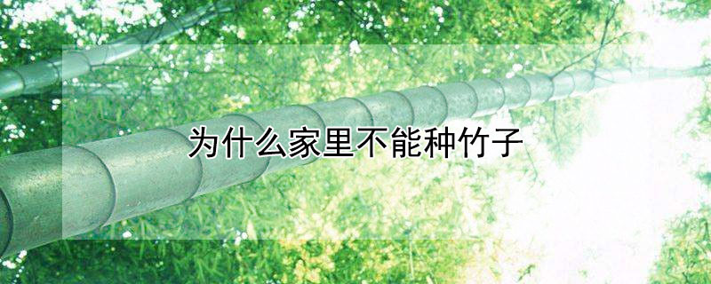 为什么家里不能种竹子 为什么不能在家种竹子