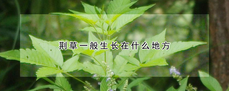 荆草一般生长在什么地方 荆草一般生长在什么地方呢