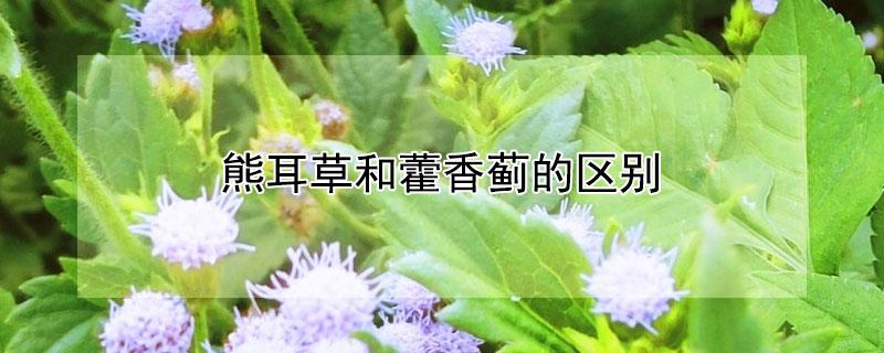 熊耳草和藿香蓟的区别（熊耳草和藿香蓟的区别是什么）