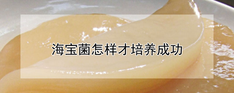 海宝菌怎样才培养成功（海宝菌怎样才培养成功呢）