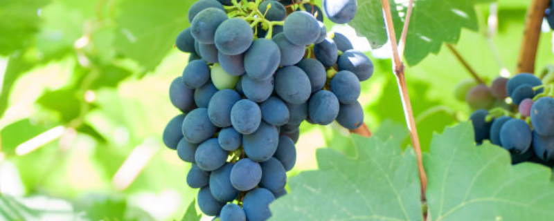 冬季葡萄树怎样过冬 葡萄树过冬的方法