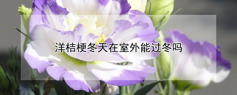 洋桔梗冬天在室外能过冬吗 洋桔梗冬天在室外能过冬吗视频