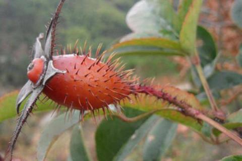 香花刺果是金樱子吗