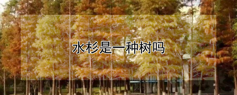 水杉是一种树吗（水杉是一种树吗图片）