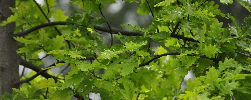 槲树果实能吃吗（槲树果实能吃吗图片）