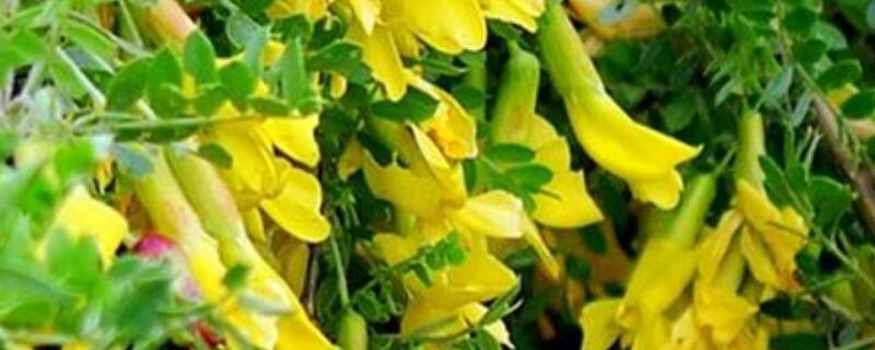 黄金雀为什么不开花（黄金雀为什么不开花呢）