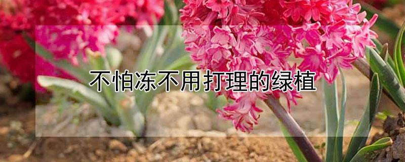 不怕冻不用打理的绿植（绿植怕冻吗）