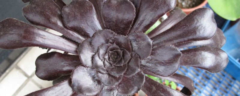 黑法师与墨法的区别（黑法师与墨法的区别是什么）