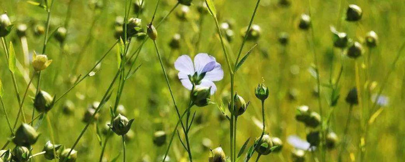 亚麻怎么种植（亚麻怎么种植方法）