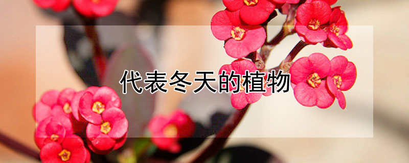 代表冬天的植物 代表冬天的植物图片