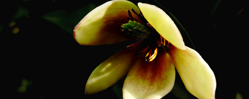 含笑花换盆要注意什么 含笑花换盆要注意什么