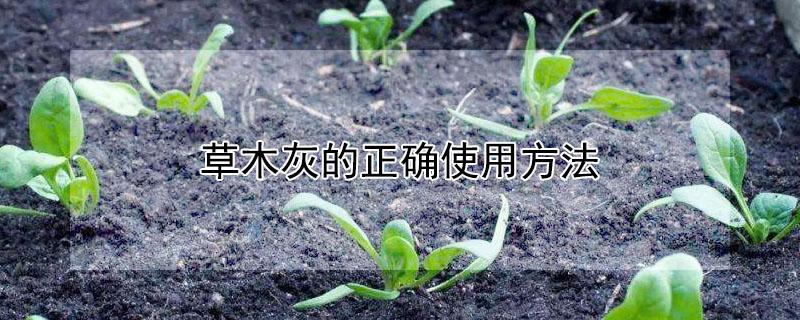 草木灰的正确使用方法（草木灰的正确使用方法视频）