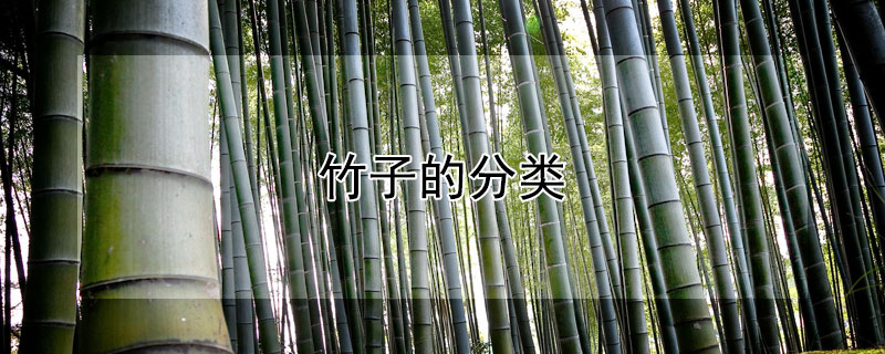 竹子的分类 竹子的类别