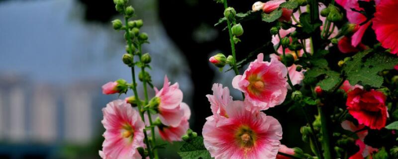 蜀葵怎么矮化 蜀葵如何矮化