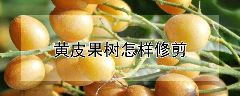 黄皮果树怎样修剪（黄皮果树怎样修剪枝条）