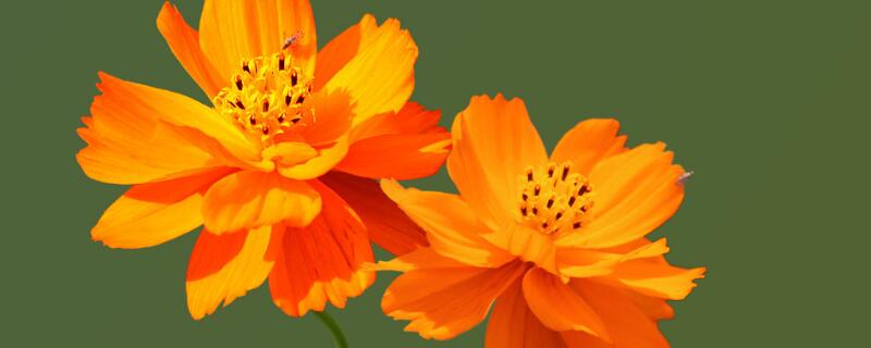 硫华菊怎么播种（硫华菊怎么播种方法）