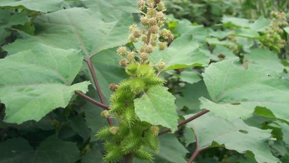 苍耳是什么植物 苍耳是什么植物图片