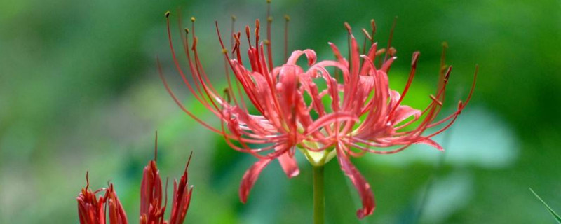 彼岸花和换锦的区别 彼岸花的跟