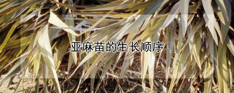 亚麻苗的生长顺序 亚麻苗的生长顺序图片