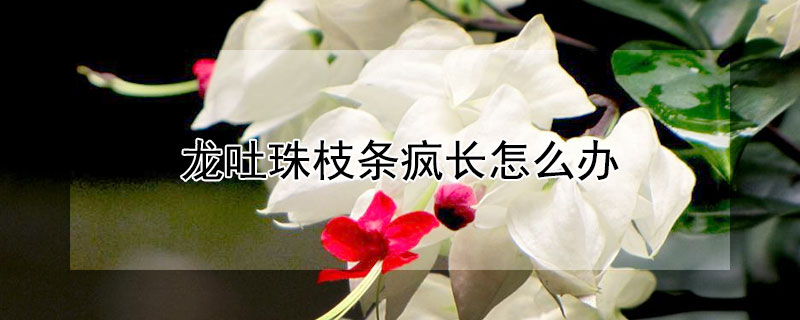 龙吐珠枝条疯长怎么办（龙吐珠枝条徒长怎么办）