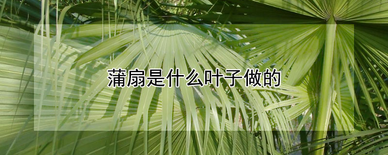 蒲扇是什么叶子做的 蒲扇是什么叶子做成的