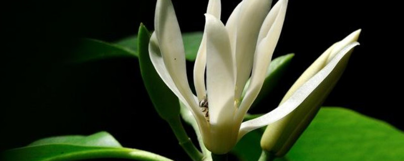 白兰和黄兰哪个更适合家养 黄兰和白兰的区别室内可以养吗