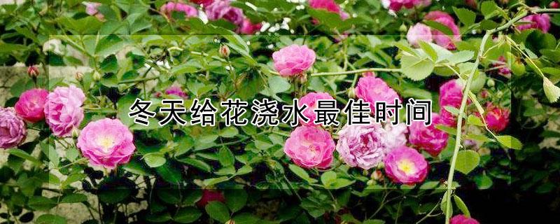 冬天给花浇水最佳时间 冬天给花浇水最佳时间是几点