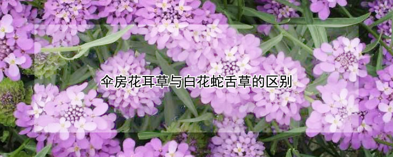 伞房花耳草与白花蛇舌草的区别 耳草和白花蛇舌草区别