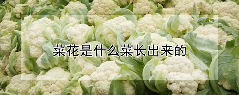 菜花是什么菜长出来的 菜花是什么菜长出来的呢