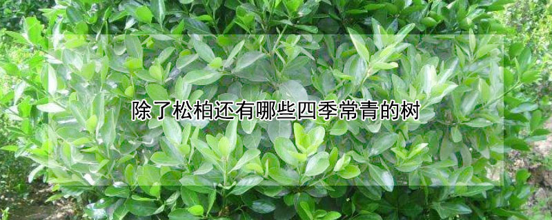 除了松柏还有哪些四季常青的树 松柏和什么树一年四季常青