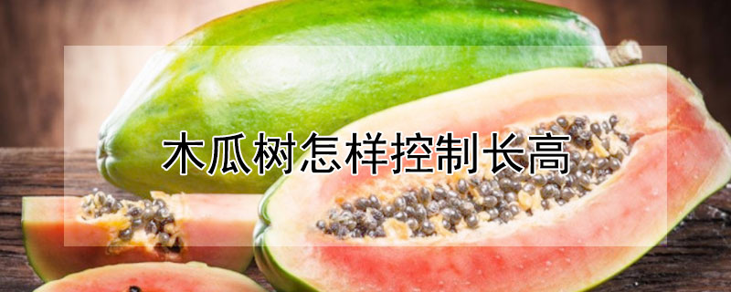 木瓜树怎样控制长高 木瓜树怎样控制长高快