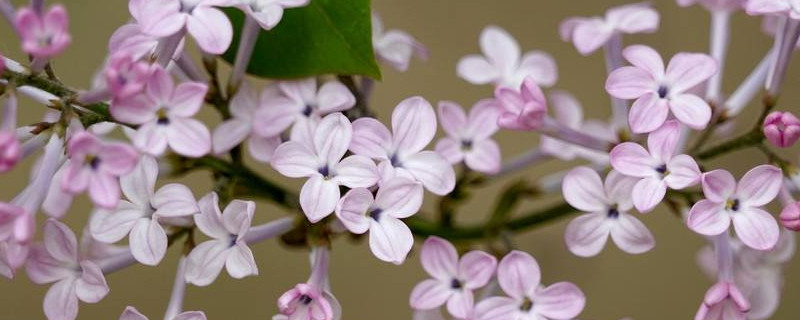 丁香一年有几次花期 丁香一年有几次花期啊
