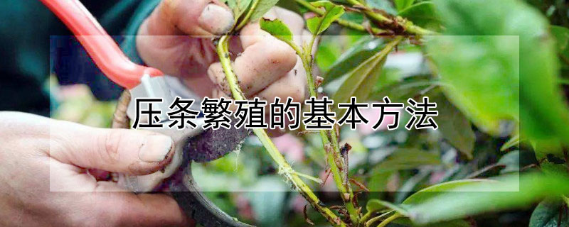 压条繁殖的基本方法 压条繁殖的技术要点