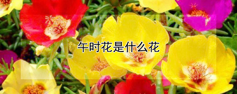 午时花是什么花（午时花是什么花?）