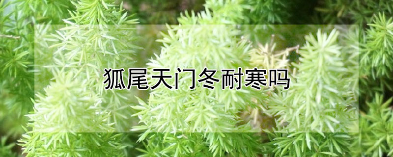 狐尾天门冬耐寒吗 地栽狐尾天门冬耐寒吗
