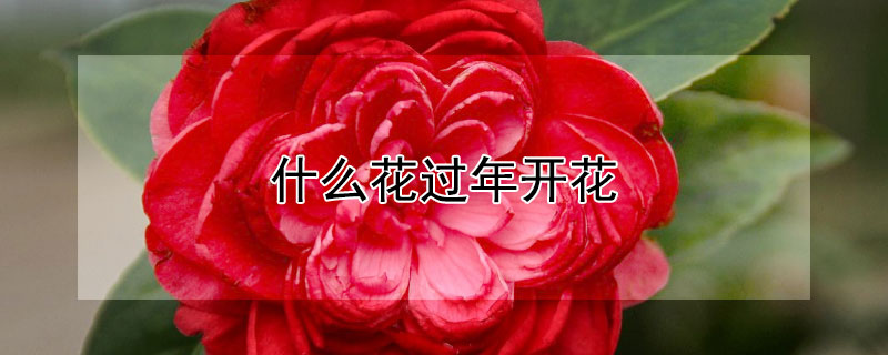 什么花过年开花 什么花过年开花还不贵